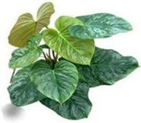 Philodendron Majestic
(4 inch pot)