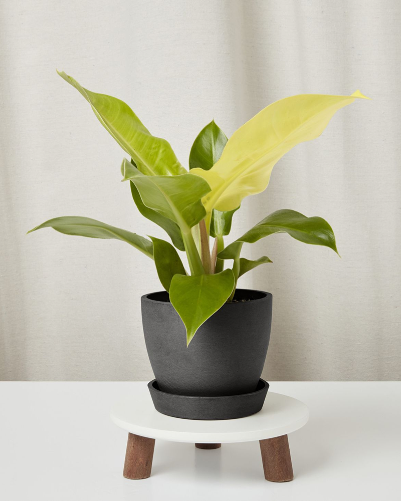 Moonlight Philodendron (Philodendron 'Moonlight')