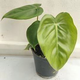 Philodendron billienum
(4 inch pot)