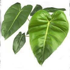 Philodendron billienum
(4 inch pot)