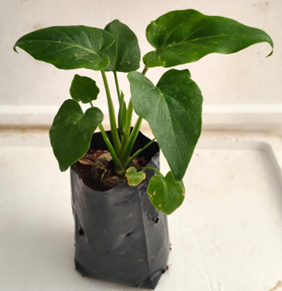 Philodendron showboat 6/8 packet