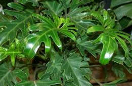 Philodendron showboat 6/8 packet