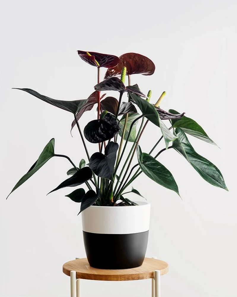 Black Anthurium (Anthurium 'Black Love')