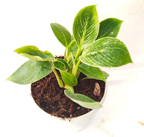 Philodendron
birkin
(4.5 inch pot)