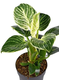 Philodendron
birkin
(4.5 inch pot)