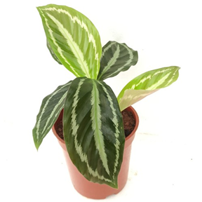 Calathea
medallion
(4.5 inch pot )