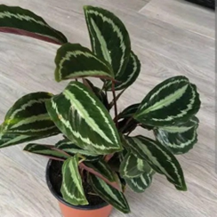 Calathea
medallion
(4.5 inch pot )