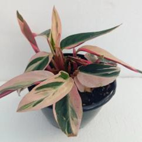 Calathea
stromanthes
red
(4.5 inch pot)
