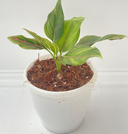 Aglaonema red vein
(4 inch pot)