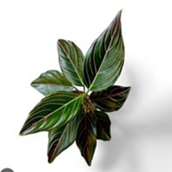 Aglaonema red vein
(4 inch pot)
