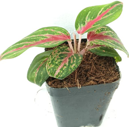 Aglaonema ruby ray (3.5 inch square pot).