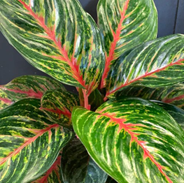 Aglaonema ruby ray (3.5 inch square pot).