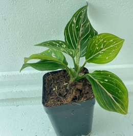 Aglaonema siti nurbaya (3.5 inch square pot
