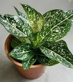 Aglaonema siti nurbaya (3.5 inch square pot