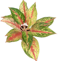 Aglaonema orange lipstic (3.5 inch
square pot)