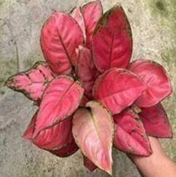 Aglaonema beauty
(4 inch pot)