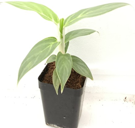 Aglaonema Prayoon (3.5 inch square pot)