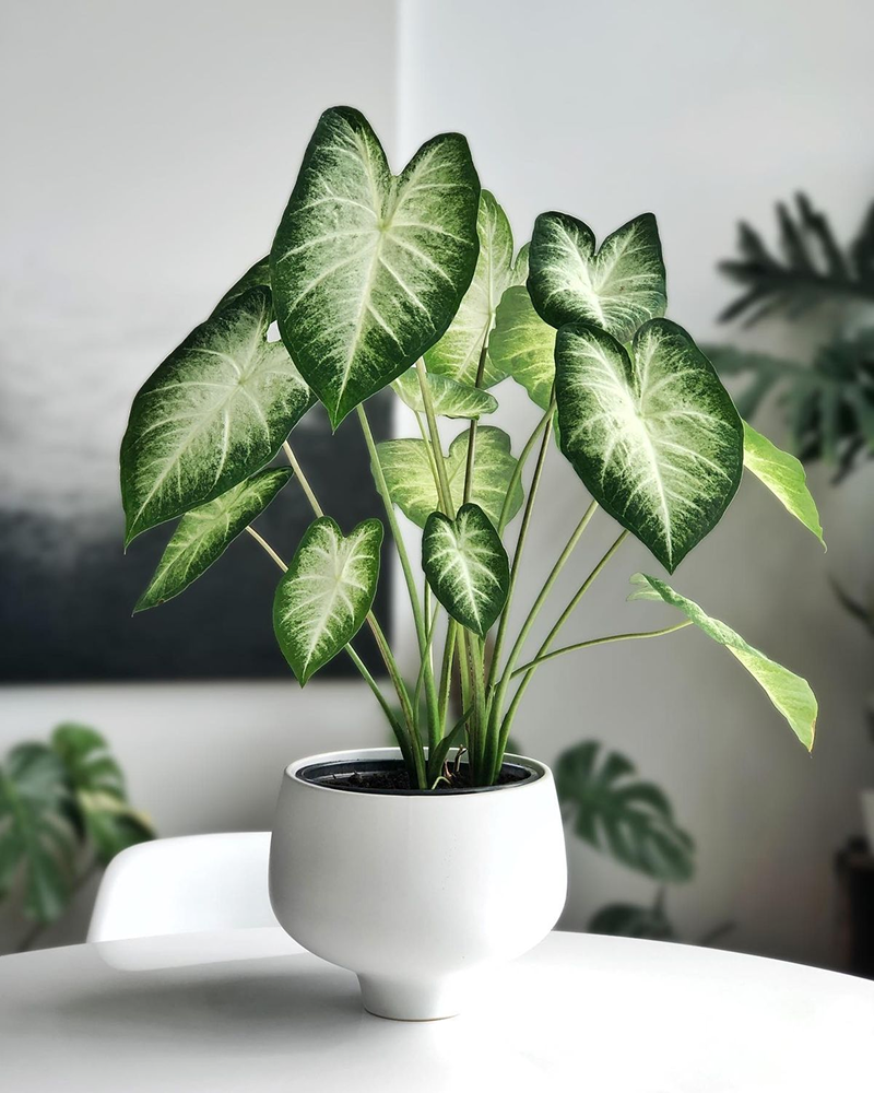 Anthurium crystallinum