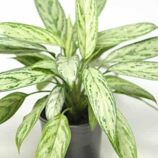 Aglaonema Prayoon (3.5 inch square pot)