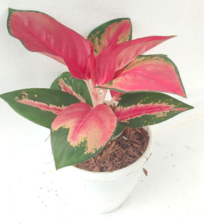 Aglaonema Thai red
(4 inch pot)