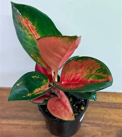 Aglaonema Thai red
(4 inch pot)