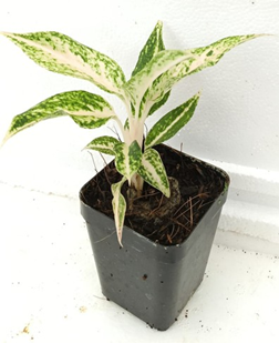 Aglaonema lakchai (3.5 inch
square pot)