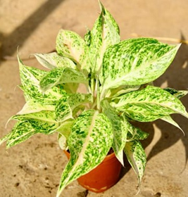 Aglaonema lakchai (3.5 inch
square pot)