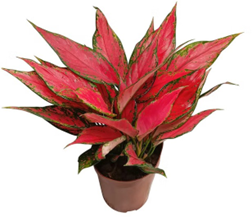 Aglaonema red angel
(4 inch pot )
