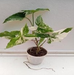 Syngonium albo
(4.5 inch pot)