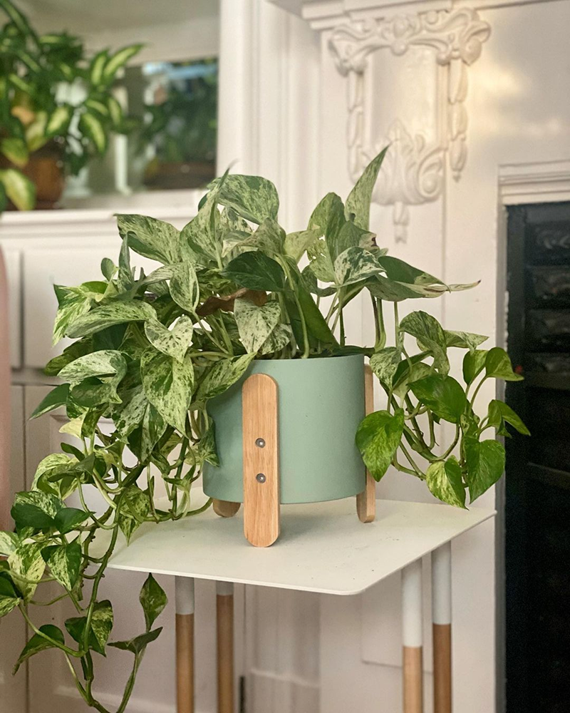 Marble Queen Pothos (Epipremnum aureum 'Marble Queen')