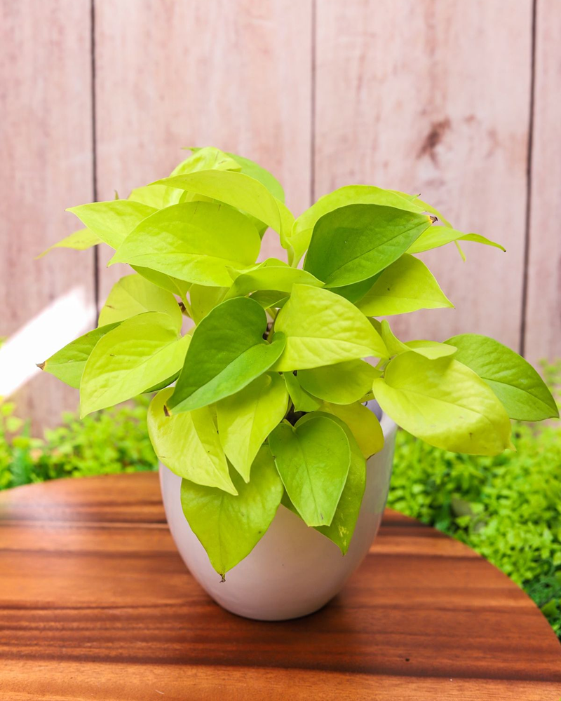 Neon Pothos (Epipremnum aureum 'Neon')
