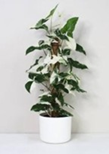 Syngonium albo
(4.5 inch pot)