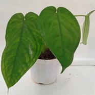 Syngonium chiapense (4 inch pot)