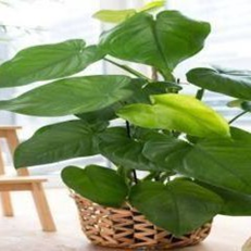 Syngonium chiapense (4 inch pot)