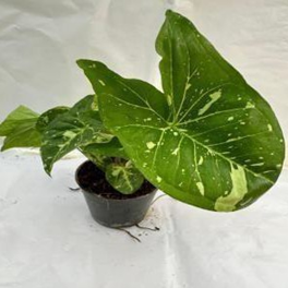 Syngonium panda galaxy (4.5 inch
pot)