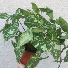 Syngonium panda galaxy (4.5 inch
pot)