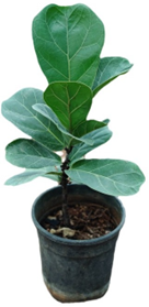 Ficus bambino (4 inch pot) lyratta / dwarf leaf fiddle leaf fig