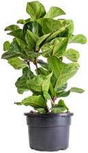 Ficus bambino (4 inch pot) lyratta / dwarf leaf fiddle leaf fig