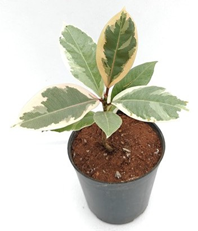Ficus tineke (4 inch pot)/ Variegated rubber plant