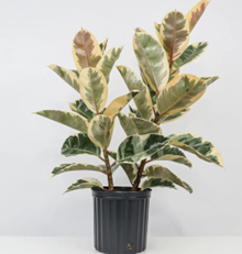 Ficus tineke (4 inch pot)/ Variegated rubber plant