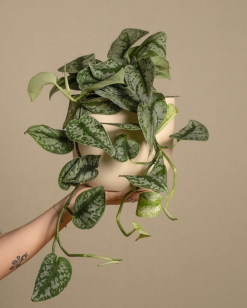Satin Pothos (Scindapsus pictus 'Argyraeus')