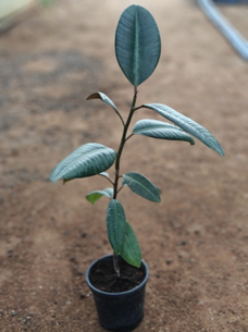 Ficus elastica (black rubber)
(4 inch pot)