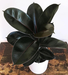 Ficus elastica (black rubber)
(4 inch pot)