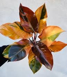 Philodendron black cardinal hybrid
(4 inch pot)