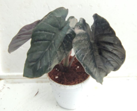 Alocasia antero velvet (4.5 inch pot)
