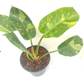 Philodendron congo hybrid variegated
(6 inch pot)