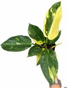 Philodendron congo hybrid variegated
(6 inch pot)