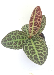 Labisia
( 4 inch pot)