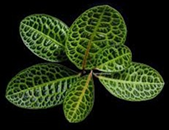 Labisia
( 4 inch pot)