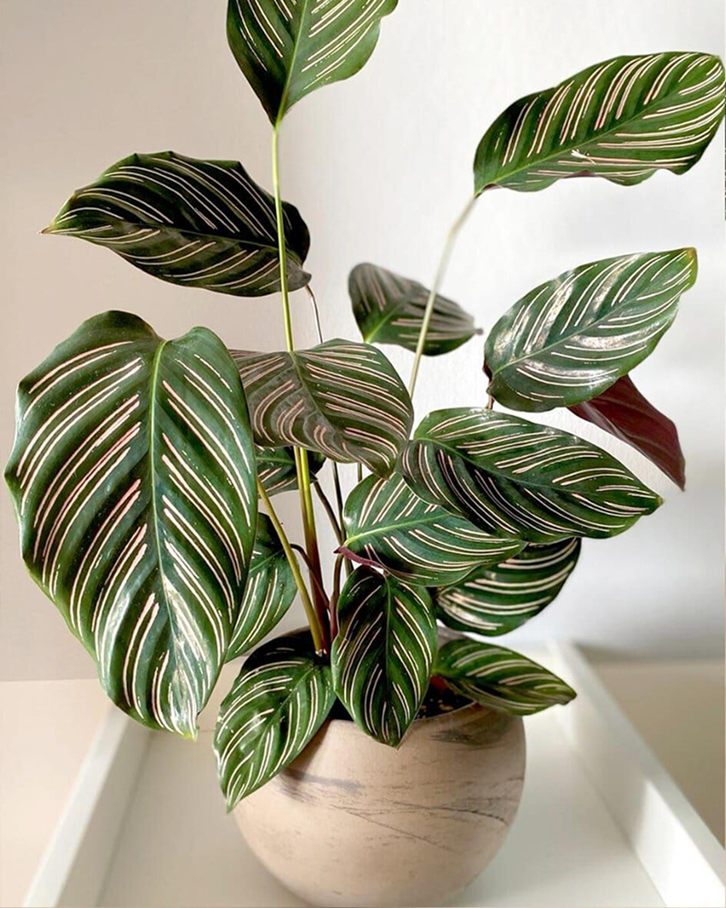 Pinstripe Calathea (Calathea ornata)